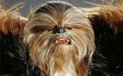 Chewbacca