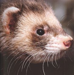 Beware of Ferret